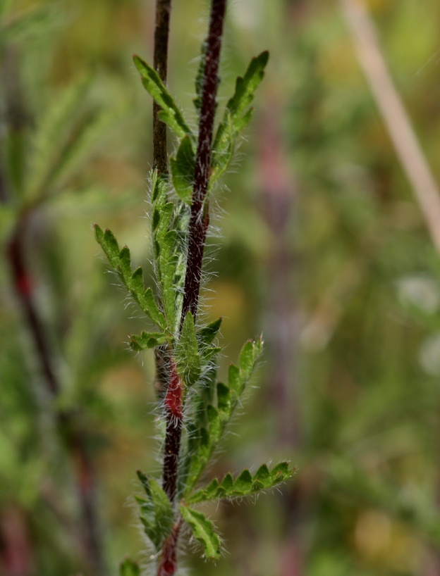 Potentilla hirta